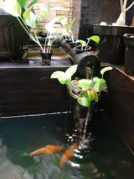Ikan koi impor semakin mahal harganya. Jual Sirih Gading Tanaman Hias Penyerap Amon Kolam Ikan Koi Di Lapak Rahmafinashop Bukalapak