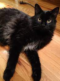 They have a wide head with ears far apart and large eyes. Black Smoke Medium Haired Or Long Thecatsite