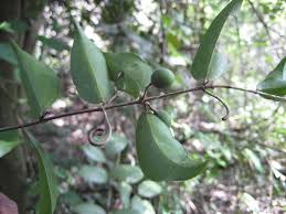 Image result for Strychnos usambarensis