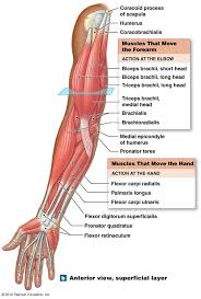 It contains both an anterior and posterior compartment, and each is further divided into layers. Forearm Muscles Drawing Reference Novocom Top