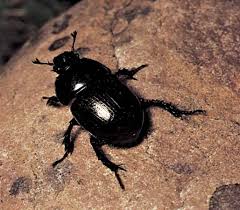 And from now on, this is actually the first graphic: Dung Beetle Insect Britannica