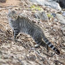 You surely don't want to lose a. Onekind I Our Policies I Feral Cats How Best To Improve Their Welfare