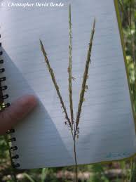 Image result for Andropogon textilis
