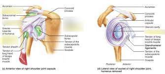 What can you tell us about how these joints work? Shoulder Joint Diagram Quizlet