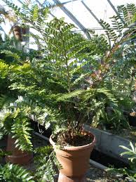 Image result for Didymochlaena