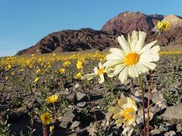 Every year, death valley national park welcomes visitors who come for the wildflower displays and the tolerable weather. The Super Bloom When Death Valley Becomes A Valley Of Life The Washington Post