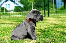 They're going to be prepared for july 22. Great Dane Supply Page 14 Of 20 Great Dane Breeders Puppies Products More