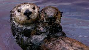 Otters should be wild or at least under the care of an accredited zoo or a they do make terrible pets, which is why i recommend donating to a local zoo or other animal charity. Why Sea Otters Hold Hands Wrap Pups In Seaweed Youtube