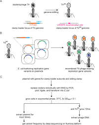 The worksheet is an assortment of 4 intriguing pursuits that will enhance your kid's knowledge and abilities. Allosteric Communication In Dna Polymerase Clamp Loaders Relies On A Critical Hydrogen Bonded Junction Biorxiv