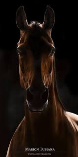 Image result for tbn:tVj6rqcH-AQR9M::www.pregonagropecuario.com.ar/images/caballo_overo.jpg