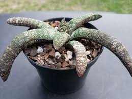 Image result for Walleria nutans