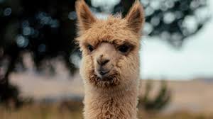 Well you're in luck, because here they come. Why Do Llamas Spit Ned Hardy