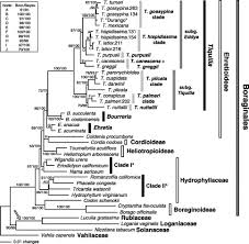 Image result for Hilsenbergia
