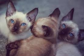 Unfortunately, matching a name to your feline friend's temperament and physical appearances isn't always an easy task. 199 Creative Siamese Kitten Names Lovetoknow