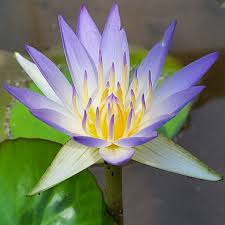 Image result for Nymphaea