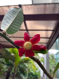 Image result for Uvaria angolensis