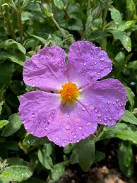 Image result for Cissus trothae