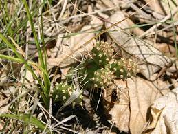 There are about 190 different species of opuntia. Bogs And Dunes Together At Last The Manitoba Museum