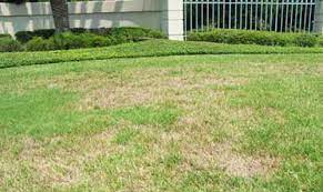 Check spelling or type a new query. Stubby Root Nematode Trichodorus Obtusus Cobb
