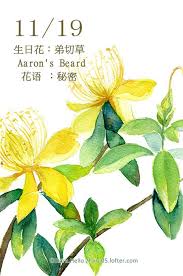 每日一花11 1 haru hello painting art projects watercolor lettering botanical painting