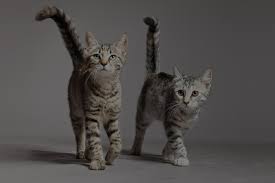 May 11, 2021 · all pets medical center, llc. Veterinarian In Bourne Vet Near You All Pets Medical Center