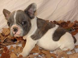The bully kutta is a large muscular mastiff breed found mostly in pakistan. French Bulldog Colors Dream Valley Frenchies