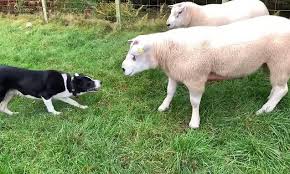 Baa Ck Off Stroppy Sheep Charges Dog And Head Butts The Collie Collie Unusual Dog Breeds Dogs