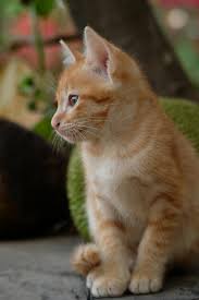 Image result for adorable cat