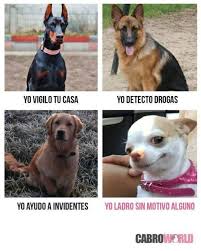 Perros Graciosos Http Enviarpostales Es Perros Graciosos 177 Perros Animales Mexican Funny Memes Memes Funny Memes