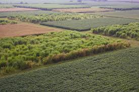 Check spelling or type a new query. Miscanthus Can Meet U S Biofuels Goal Using Less Land Than Corn Or Switchgrass Illinois