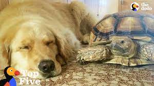 Dog And Turtle Are Best Friends Other Animal Best Friends The Dodo Top 5 Youtube
