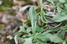 Image result for Turritis