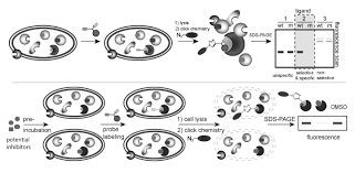 Proteases cleave proteins into smaller fragments by catalyzing peptide bonds hydrolysis. Wirkstoffe Gegen Sars Cov 2 Effizient Identifizieren Chemische Sonden Als Inhibitoren Der 3cl Und Pl Proteasen Von Coronaviren