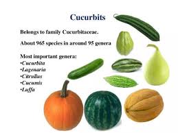 Image result for Cucurbitaceae