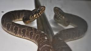 Forum bagi kaskuser untuk berbagi gosip, gambar, foto, dan video yang seru, lucu, serta unik. Bukan Garam Ternyata Ular Sangat Takut Dengan Dua Benda Ini