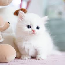 Kittens free to good home perth. Tomkings Munchkin Cattery Munchkin Kittens For Sale