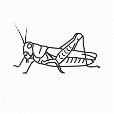 Cricket Logo Clipart Cricket Drawing Illustration Transparent Clip Art