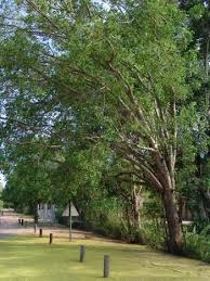 Image result for Lannea