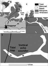 Patterns In Tidal Migration Of Fish In A Brazilian Mangrove Channel As Revealed By A Split Beam Echosounder Sciencedirect
