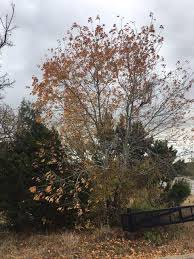 Check spelling or type a new query. Plants Of Texas Rangelands Black Cherry