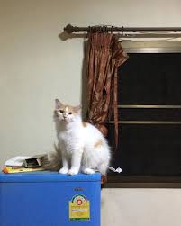 Kedi Falda