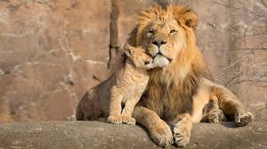 | meaning, pronunciation, translations and examples. Bbc Radio 4 Radio 4 In Four Nine Roar Some Facts About Lions