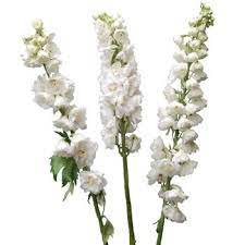 We did not find results for: White Delphinium Flower Delphinium Flowers Small White Flowers Types Of White Flowers
