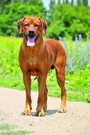 Image result for rhodéský ridgeback