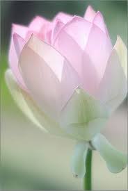 Pink Beautiful Flowers Flowers Amazing Flowers