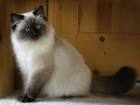 Seal Point Ragdoll Cats: Mitted, Colorpoint, Bicolor, Lynx ...