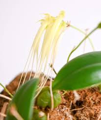 Image result for Bulbophyllum burttii