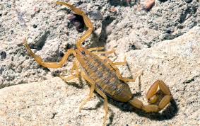 Blog - Are Scorpions In Oklahoma City Dangerous?