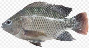 Sebelum membudidayakan ikan nila, alangkah baiknya apabila kita mengetahui beberapa hal yang harus kita persiapkan. 21 Jenis Ikan Nila Lengkap Dan Gambarnya Plus Teknik Budidaya