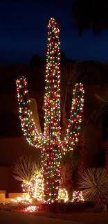 All about christmas cactus care, this video covers watering, feeding, lighting and propagation.disclaimer: Untitled Christmas Magic Christmas Lights Christmas Cactus